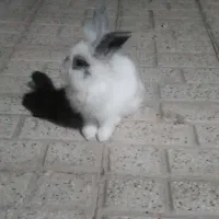 فروش خرگوش