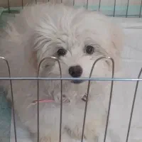 فروش سگ|سگ|خاش, |دیوار