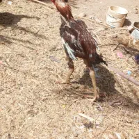 مرغ وخروس لاری اصل