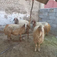 فروش چهار راس گوسفند ابستن|حیوانات مزرعه|کوهنانی, |دیوار