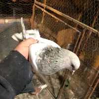 کبوتر یجایی و تکی زردی ،سرخ سرور تهرانی طوقی|پرنده|فردیس, فردیس|دیوار