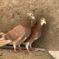 کبوتر دمگیر سرخ