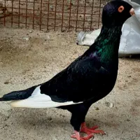 کبوتر  قرسوری نر|پرنده|آمل, |دیوار