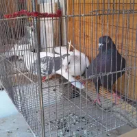 کفتر شهرستانی