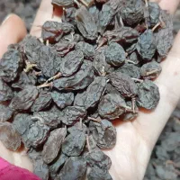 کشمش آفتابی تازه