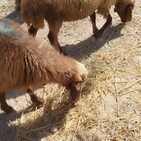 رامشیر|حیوانات مزرعه|رامشیر, |دیوار