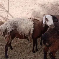 سلام گوسفند شیرازی اصل اوس هست سی پنج میلیون35