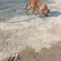 توله ماده|سگ|باقرشهر, |دیوار