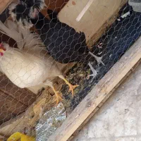 مرغ و خروس|حیوانات مزرعه|قم, سرحوض|دیوار