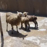 بره دوقلو زا