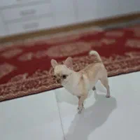 واگذاری شیواوا|سگ|ساری, |دیوار