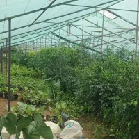 گلخانه ۱۱۰۰ متر با امکانات در زمین ۲۱۰۰ متری|اجارهٔ دفتر صنعتی، کشاورزی، تجاری|قائم‌شهر, |دیوار