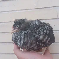 دو تا جوجه