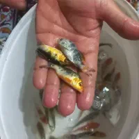 ماهی کوی|ماهی|سنگر, |دیوار