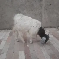 بزغاله چاق وسرحال پول لازمم|حیوانات مزرعه|مشهد, بهمن|دیوار