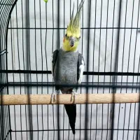 یک جفت عروس هلندی|پرنده|شیراز, قلعه نو|دیوار