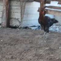 فروش مرغ دورگ لاری