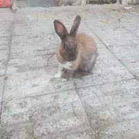 یه جفت خرگوش