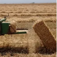 سرچینا کاه برنج