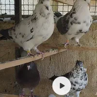 کفتر