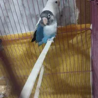 کوتوله برزیلی