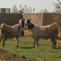 دو عدد بز جوان آبستن  نژاد پاکستان