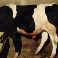 گوساله نر گوشتی|حیوانات مزرعه|آستانه اشرفیه, |دیوار