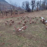 بوقلمون بوربون محلی|حیوانات مزرعه|بانه, |دیوار