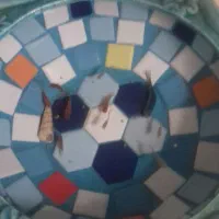 فروش ماهی و لوازم