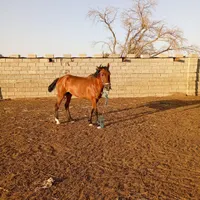 اسب کردی برا فروش