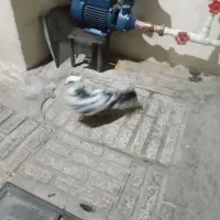 کبوترپرنده|پرنده|ماهدشت, |دیوار