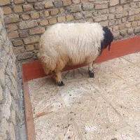 بره فروش|حیوانات مزرعه|دره شهر, |دیوار