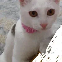 گربه ملوس دستی خانگی شناسنامه دارواکسن زده سرحال