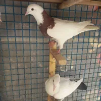 طوقی دمسیاه کفتر