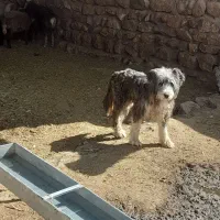 سگ بز میش ...