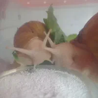 دوتا حلزون پرورشی