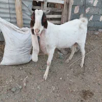 تروشت گلابی|حیوانات مزرعه|ایرانشهر, |دیوار