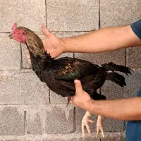 مرغ خروس لاری|حیوانات مزرعه|خورموج, |دیوار