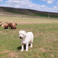 واگذاری سفید برفی آبستن