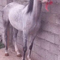 اسب مادیون