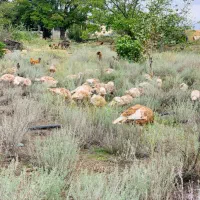 بوقلمون کاملا طبیعی