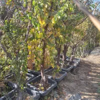 نهال و درخت روتبال پایان کار بزرگ تنومند تنه دار