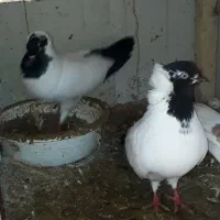 کبوتر طوقی .پرستویی. چپ .شصتی .پروازی همجوره|پرنده|لشت نشا, |دیوار