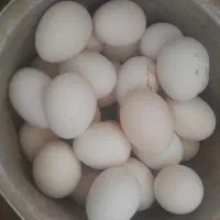 تخم مرغ محلی
