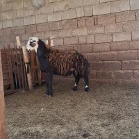 قوچ افشاری قوچ شیشک گوسفند