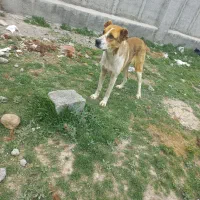 یک سک ماده یک نیم ساله بفروش میرست