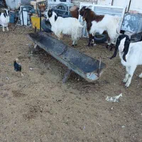 بزغاله نروبزدو قلورا