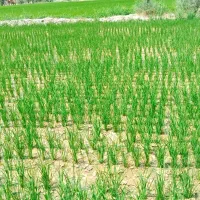 فروش چلتوک چمپه اصل