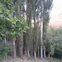فروش درخت صنوبر|گل و گیاه طبیعی|الیگودرز, |دیوار