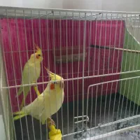 جفت عروس هلندی لوتینو|پرنده|مشهد, شهید بهشتی|دیوار